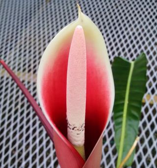 Philodendron patriciae long leaf beauty rare aroid for tropical plant collectors 7