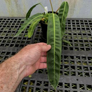 Philodendron patriciae long leaf beauty rare aroid for tropical plant collectors 9
