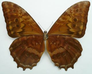 MORPHO THESEUS CLARITAE MALE FROM SERRANIA DE PERIJA,  COLOMBIA,  RARE, 2