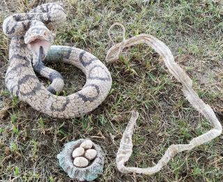 Vintage Venom Rattlesnake W Eggs & Snake Skin Statue Sculpture Detailed Striking