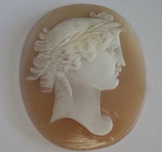 Antique Victorian Carved Shell Loose Cameo