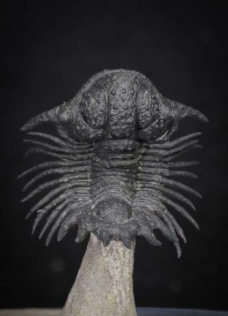 20036 - Rare Lichid Trilobite 0.  74  Flying " Acanthopyge (lobopyge) Bassei Devonian