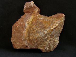 Rare Example Of Devonian Armored Fish Zenaspis Podolica
