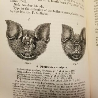 MONOGRAPH OF ASIATIC CHIROPTERA BATS MAMMALS MAMMALOGY VERY RARE NATURAL HISTORY 6