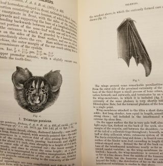 MONOGRAPH OF ASIATIC CHIROPTERA BATS MAMMALS MAMMALOGY VERY RARE NATURAL HISTORY 8