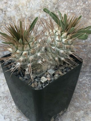 Unique And Rare Succulent Plant Pachypodium Namaquanum - Twin - Stemmed
