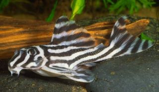 L46 Zebra Pleco - True Zebra - Hypancistrus L - 46 - Captive Bred Rare Fish