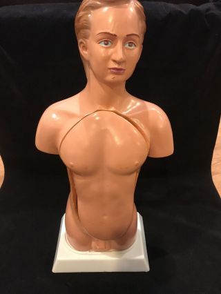 Vintage Medical Model Anatomy Doll Rare