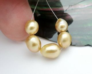 Rare Large Aaaaa South Sea Keishi Pearls - Richest Deep Natural Golden Color