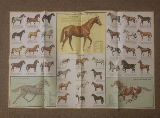 1963 Vintage Guide To Horses Poster By Sam Savitt 33.  5 " X 22 " Gem 100