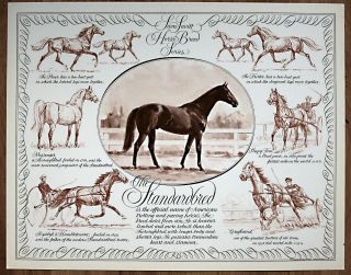 Horse Breed Chart Standardbred In Portrait And Action By Sam Savitt