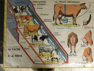 Vintage Mid - Century French School Poster Of Horse And Cow,  Printed In Paris.