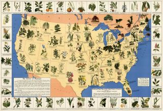 Mid - Century Medicinal Plant Map Of The Usa Historical Wall Poster Home School