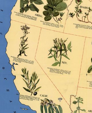 Mid - century Medicinal Plant Map of the USA Historical Wall Poster Home School 2