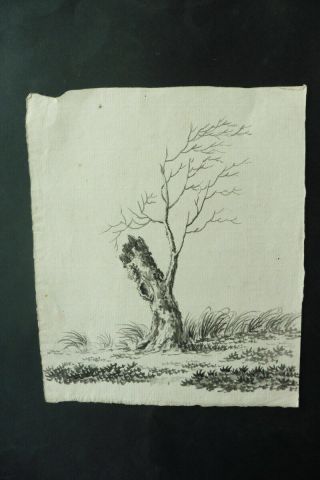 Dutch School 18thc - A Tree In A Landscape - Ink Drawing