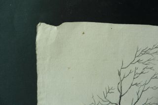 DUTCH SCHOOL 18thC - A TREE IN A LANDSCAPE - INK DRAWING 6