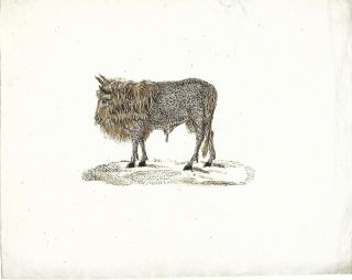 Antique Pen And Ink Drawing Of Sheep