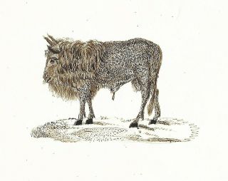 Antique Pen and Ink Drawing of Sheep 2
