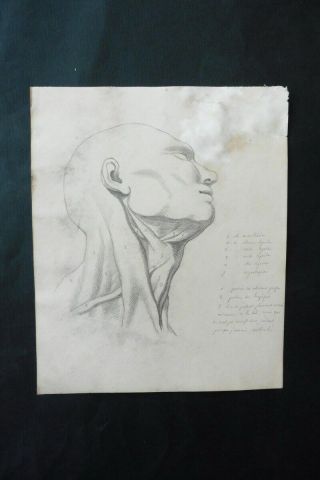 French School 19thc - Anatomical Study Head Man - Pencil Drawing