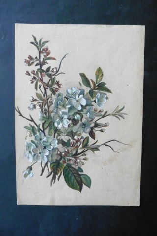 Dutch School 19thc - Study Of Flowers - Fine Watercolor