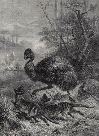 Marsupial Tasmanian Tiger Thylacine Hunting Emu,  Large 1880s Antique Print