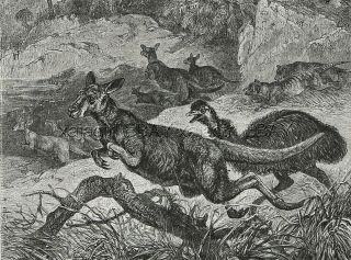 Tasmanian Tiger Thylacine Hunting Kangaroo & Emu,  1880s Antique Print & Article 3