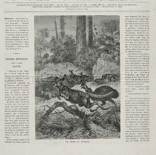 Tasmanian Tiger Thylacine Hunting Kangaroo & Emu,  1880s Antique Print & Article 4