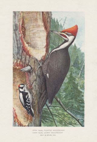 Set Of 11 Antique Bird Prints By L.  A.  Fuertes 1902