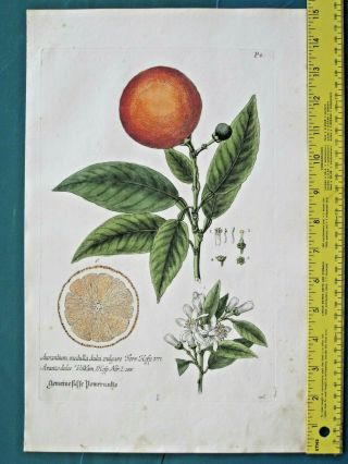 Rare Lg.  Handc.  Eng.  Knorr,  Regnum Florae,  1750ff.  Orange Tree,  Fruit&bloom