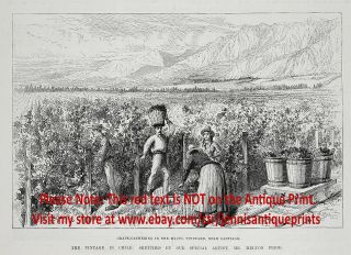 Wine Making Vineyard & Vintage Chile Chilean,  Large 1880s Antique Print
