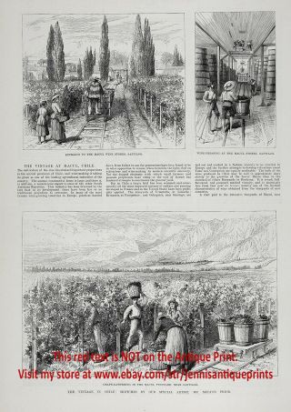 Wine Making Vineyard & Vintage Chile Chilean,  Large 1880s Antique Print 2