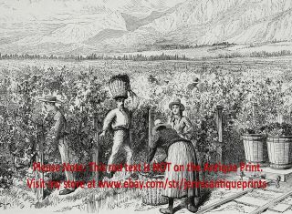 Wine Making Vineyard & Vintage Chile Chilean,  Large 1880s Antique Print 4