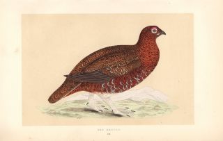 Fine 1853 Antique The Red Grouse Hand - Colored Steel Engraved Bird Print