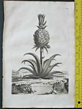 Rare&large Engrav.  Abraham Munting,  Pineapple,  Ananas