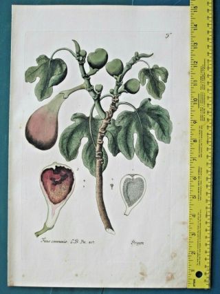 Rare Lg.  Handc.  Eng.  Knorr,  Regnum Florae,  1750ff.  Fig Tree,  Fruit,  Ficus Communis
