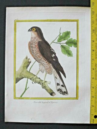 Sparrowhawk,  Tiercelet Hagard D 