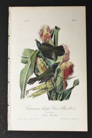 Audubon 