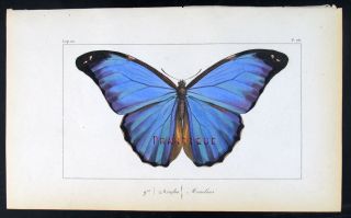 1835,  Lucas Papillons Exotiques Handpainted Engr.  Morpho Memelausvh4