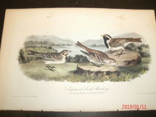 Audubon 