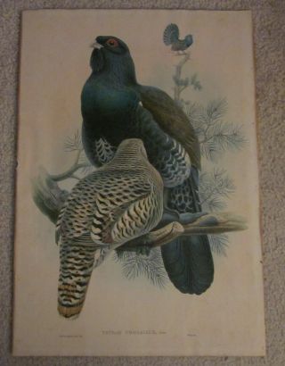 Rare " Tetrao Urogallus " John Gould " Birds Of Great Britain " 1862 - 73