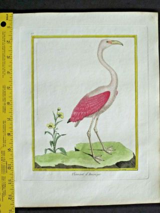 Flamingo,  Flamant D 
