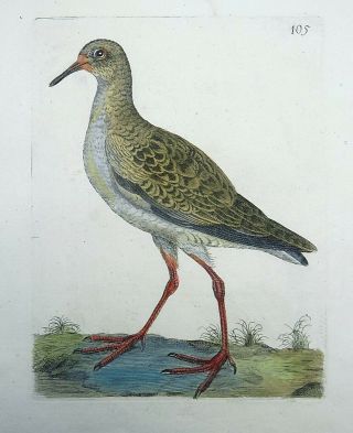 1794 Common Redshank - Rémi Willemet Ornithologie Engraving Fine Hand Color