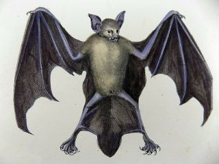 1824 Bulldog & Hollow Faced Bat - Brodtmann Folio Stone Lithograph Hand Coloured