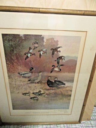 1944 Water Ducks 