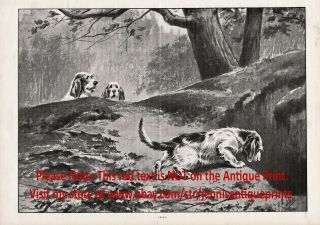 Dog Petit Basset Griffon Vendeen Vendéen Pbgv At Den,  Large 1890s Antique Print