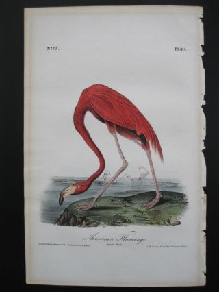Audubon First Edition Octavo Birds Of America,  American Flamingo 275 1840 - 1844
