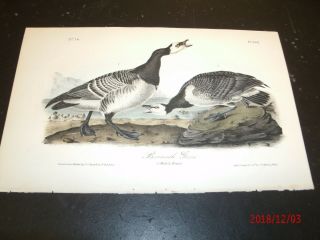 AUDUBON ' S BIRDS of AMERICA - Barnacle GOOSE - First Edition Octavo Plate 378 2