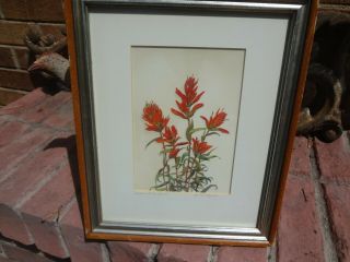 Lyman Byxbe.  1886 - 1980.  Colorado.  " Indian Paint Brush " Hand - Colored Print