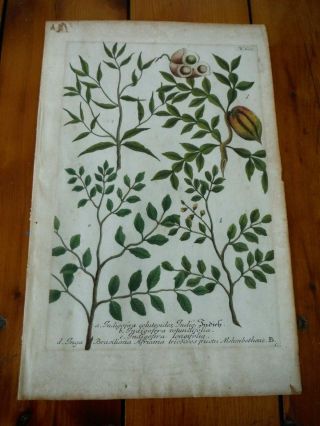 Antique 1700’s Johann W.  Weinmann Indigo Botanical Engraving,  Hand - Colored,  Rare