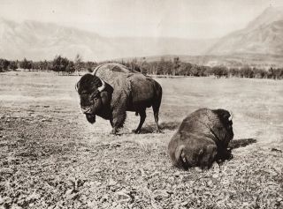 1925 Canada Rocky Mountains Alberta Bison Buffalo Landscape Photo Art